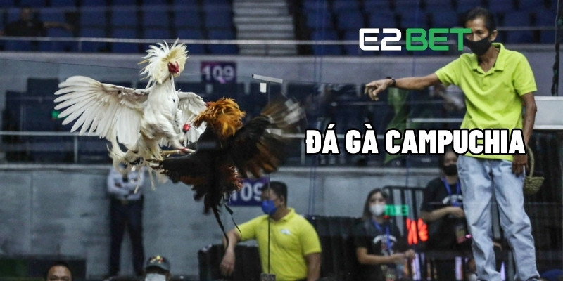 Đá gà Campuchia