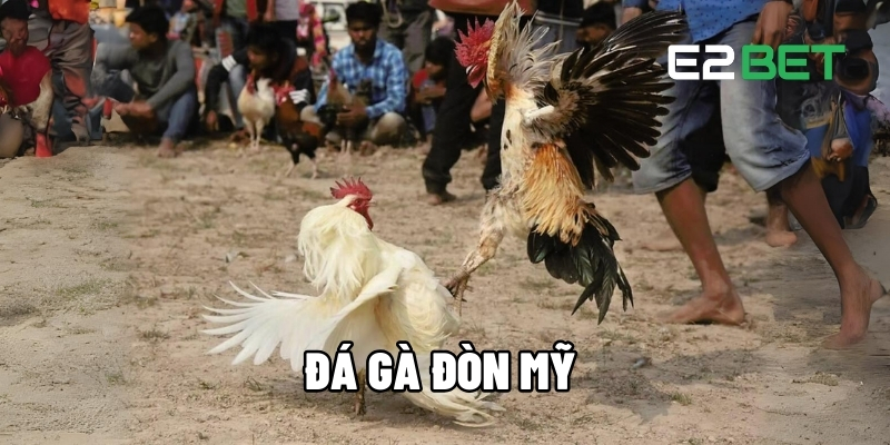 Đá Gà Đòn Mỹ - Trải Nghiệm Trận Đấu Hấp Dẫn, Thưởng Lớn Hàng Ngày Tại E2BET 1 Đá gà đòn Mỹ