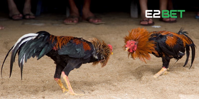 Khám phá nét đẹp văn hóa từ gà đá trực tiếp