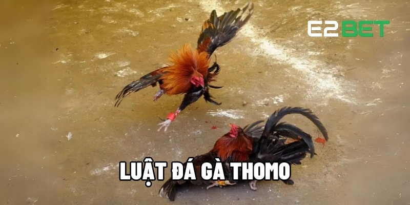 Luật đá gà Thomo